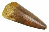 Cretaceous Fossil Crocodile Tooth - Morocco #163816-1